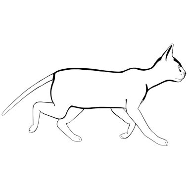 Beyaz arka planda kedi resmi. Sphynx siluet vektörü, evcil hayvan çizimi