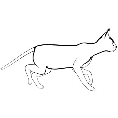 Beyaz arka planda kedi resmi. Sphynx siluet vektörü, evcil hayvan çizimi