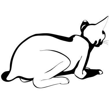 Beyaz arka planda kedi resmi. Sphynx siluet vektörü, evcil hayvan çizimi