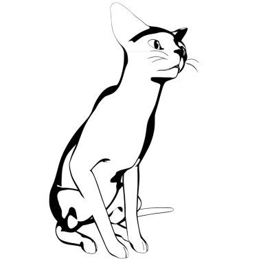 Beyaz arka planda kedi resmi. Sphynx siluet vektörü, evcil hayvan çizimi