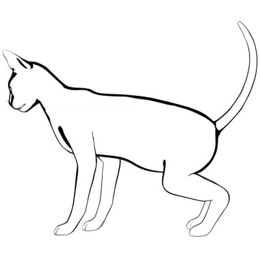Beyaz arka planda kedi resmi. Sphynx siluet vektörü, evcil hayvan çizimi