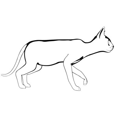 Beyaz arka planda kedi resmi. Sphynx siluet vektörü, evcil hayvan çizimi