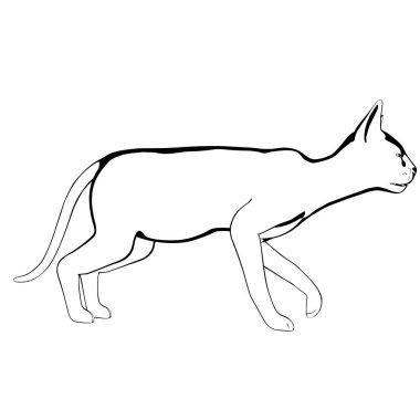 Beyaz arka planda kedi resmi. Sphynx siluet vektörü, evcil hayvan çizimi
