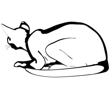 Beyaz arka planda kedi resmi. Sphynx siluet vektörü, evcil hayvan çizimi