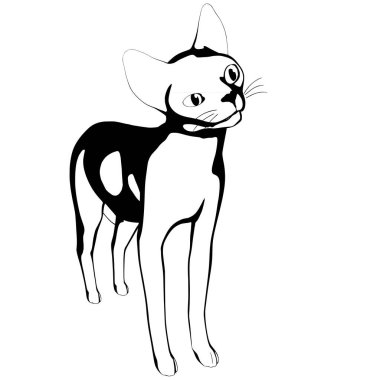 Beyaz arka planda kedi resmi. Sphynx siluet vektörü, evcil hayvan çizimi