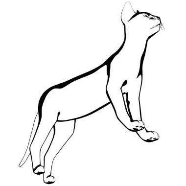 Beyaz arka planda kedi resmi. Sphynx siluet vektörü, evcil hayvan çizimi