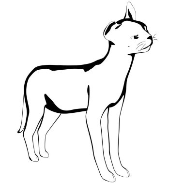 Beyaz arka planda kedi resmi. Sphynx siluet vektörü, evcil hayvan çizimi