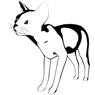 Beyaz arka planda kedi resmi. Sphynx siluet vektörü, evcil hayvan çizimi