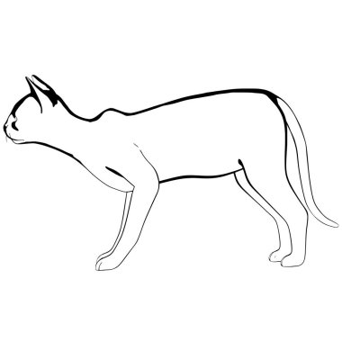 Beyaz arka planda kedi resmi. Sphynx siluet vektörü, evcil hayvan çizimi