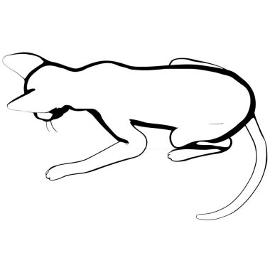 Beyaz arka planda kedi resmi. Sphynx siluet vektörü, evcil hayvan çizimi