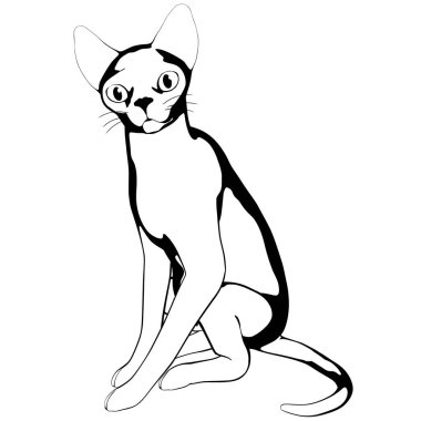 Beyaz arka planda kedi resmi. Sphynx siluet vektörü, evcil hayvan çizimi