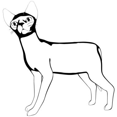 Beyaz arka planda kedi resmi. Sphynx siluet vektörü, evcil hayvan çizimi