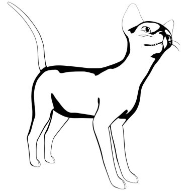 Beyaz arka planda kedi resmi. Sphynx siluet vektörü, evcil hayvan çizimi