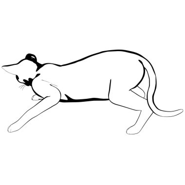 Beyaz arka planda kedi resmi. Sphynx siluet vektörü, evcil hayvan çizimi