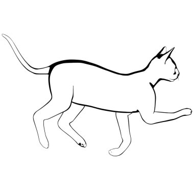 Beyaz arka planda kedi resmi. Sphynx siluet vektörü, evcil hayvan çizimi