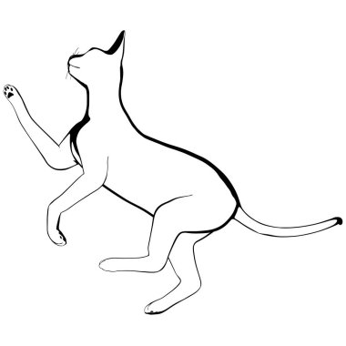 Beyaz arka planda kedi resmi. Sphynx siluet vektörü, evcil hayvan çizimi