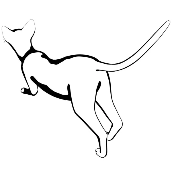 Kattenschets Een Witte Achtergrond Sphynx Silhouet Vector Huisdier Illustratie — Stockvector