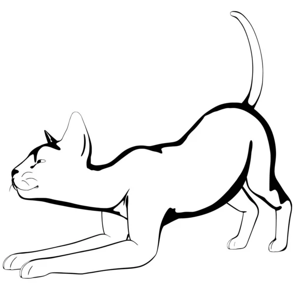 Katt Skiss Vit Bakgrund Sfinxsilhuett Vektor Husdjur Illustration — Stock vektor