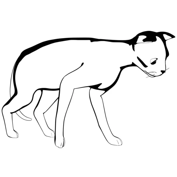 Katzenskizze Auf Weißem Hintergrund Sphynx Silhouette Vektor Haustier Illustration — Stockvektor