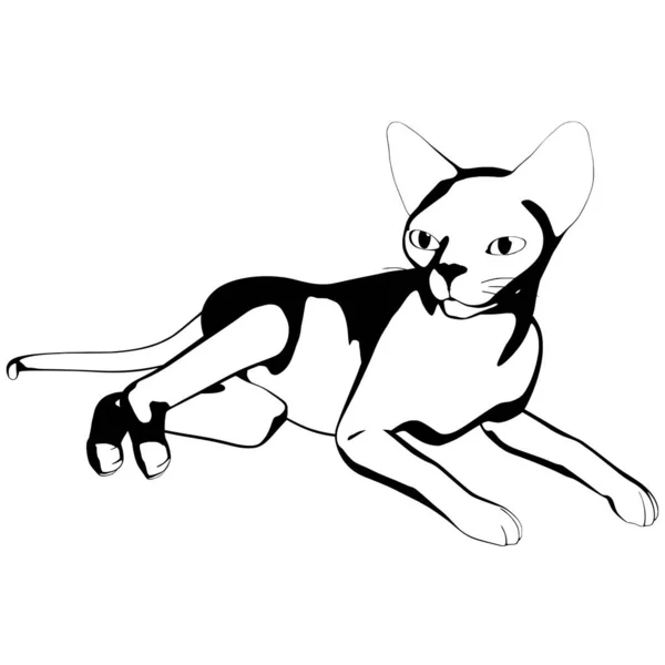 Croquis Chat Sur Fond Blanc Sphynx Silhouette Vecteur Illustration Pour — Image vectorielle