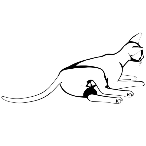 Szkic Kota Białym Tle Wektor Sylwetki Sphynx Ilustracja Zwierzaka — Wektor stockowy