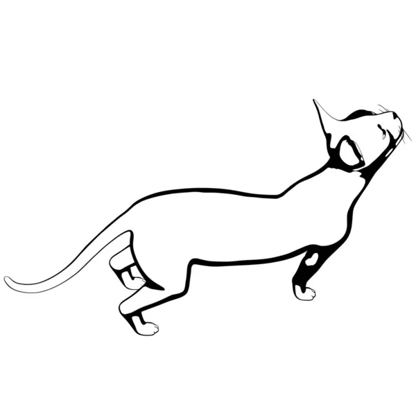 Kattenschets Een Witte Achtergrond Sphynx Silhouet Vector Huisdier Illustratie — Stockvector