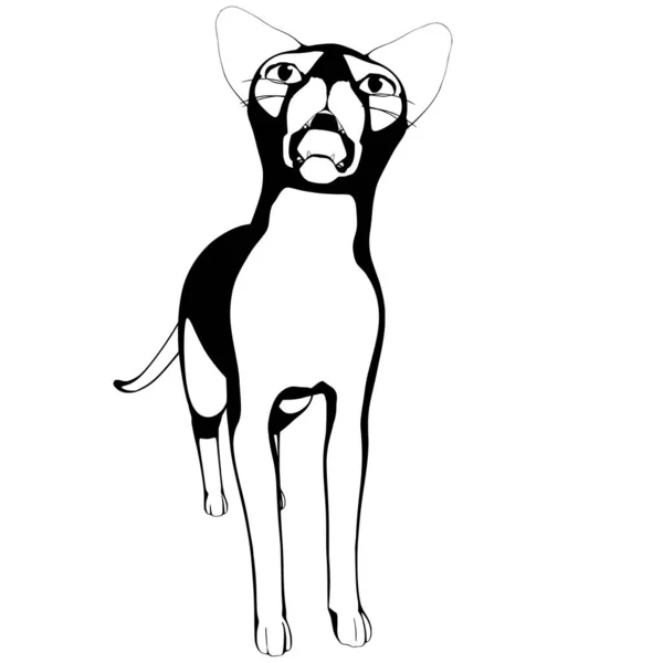 배경에 고양이 스케치 Sphynx Silhouette Vector Pet Illustration — 스톡 벡터