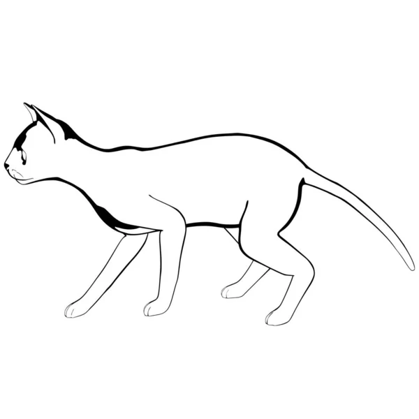 白地に猫のスケッチ スフィンクスシルエットベクトル ペットイラスト — ストックベクタ