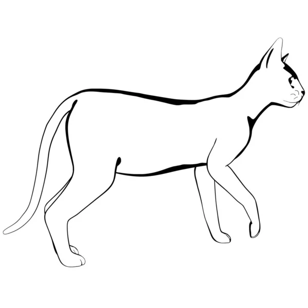 Croquis Chat Sur Fond Blanc Sphynx Silhouette Vecteur Illustration Pour — Image vectorielle