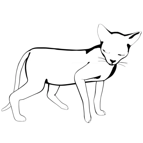 Katzenskizze Auf Weißem Hintergrund Sphynx Silhouette Vektor Haustier Illustration — Stockvektor