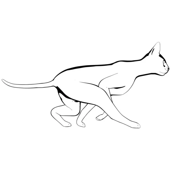 Beyaz Arka Planda Kedi Resmi Sphynx Siluet Vektörü Evcil Hayvan — Stok Vektör