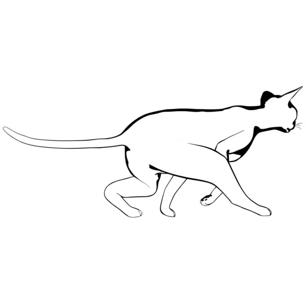 Desenho Gato Sobre Fundo Branco Sphynx Silhueta Vetor Ilustração Animal — Vetor de Stock