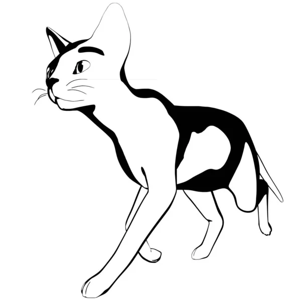 Katzenskizze Auf Weißem Hintergrund Sphynx Silhouette Vektor Haustier Illustration — Stockvektor