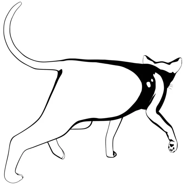 Kattenschets Een Witte Achtergrond Sphynx Silhouet Vector Huisdier Illustratie — Stockvector