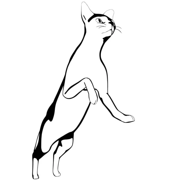 Cat Sketch White Background Sphynx Silhouette Vector Pet Illustration — Stock Vector