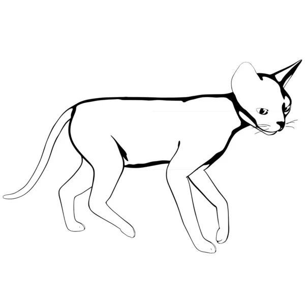 Katzenskizze Auf Weißem Hintergrund Sphynx Silhouette Vektor Haustier Illustration — Stockvektor