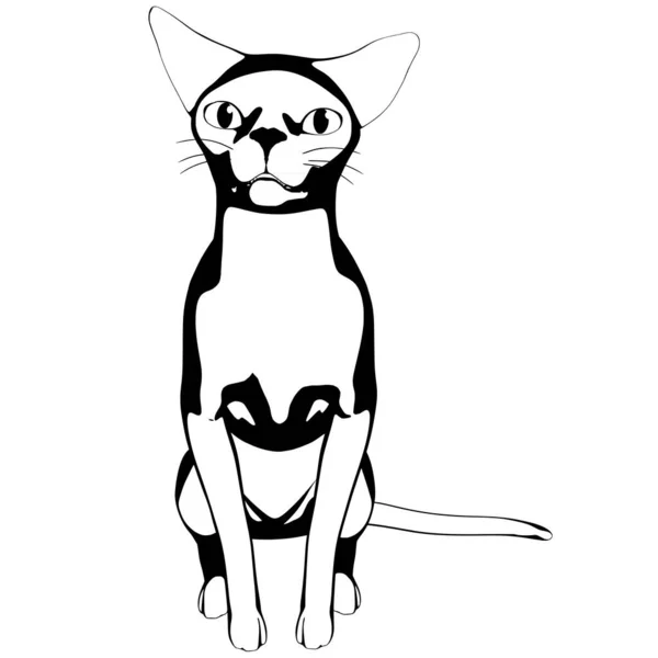 Desenho Gato Sobre Fundo Branco Sphynx Silhueta Vetor Ilustração Animal — Vetor de Stock