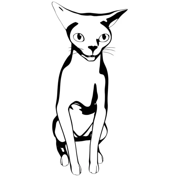 Katzenskizze Auf Weißem Hintergrund Sphynx Silhouette Vektor Haustier Illustration — Stockvektor