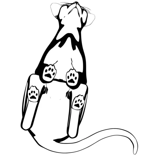 Desenho Gato Sobre Fundo Branco Sphynx Silhueta Vetor Ilustração Animal — Vetor de Stock