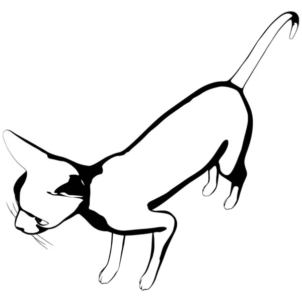 Desenho Gato Sobre Fundo Branco Sphynx Silhueta Vetor Ilustração Animal — Vetor de Stock