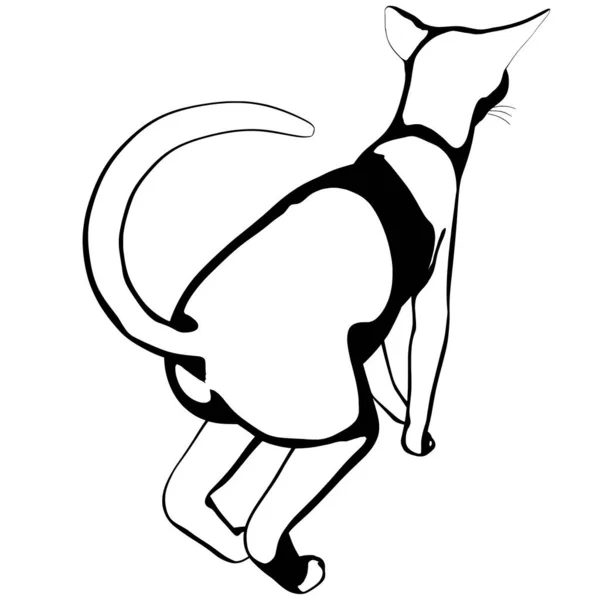 Schizzo Gatto Sfondo Bianco Sphynx Silhouette Vector Illustrazione Animale Domestico — Vettoriale Stock