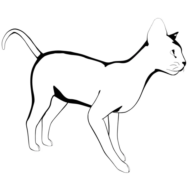 白色背景上的猫的素描 Sphynx轮廓矢量 宠物图解 — 图库矢量图片