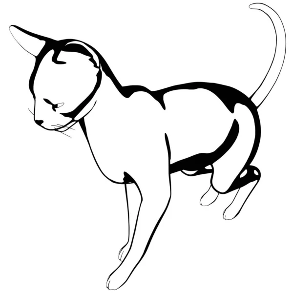 Croquis Chat Sur Fond Blanc Sphynx Silhouette Vecteur Illustration Pour — Image vectorielle