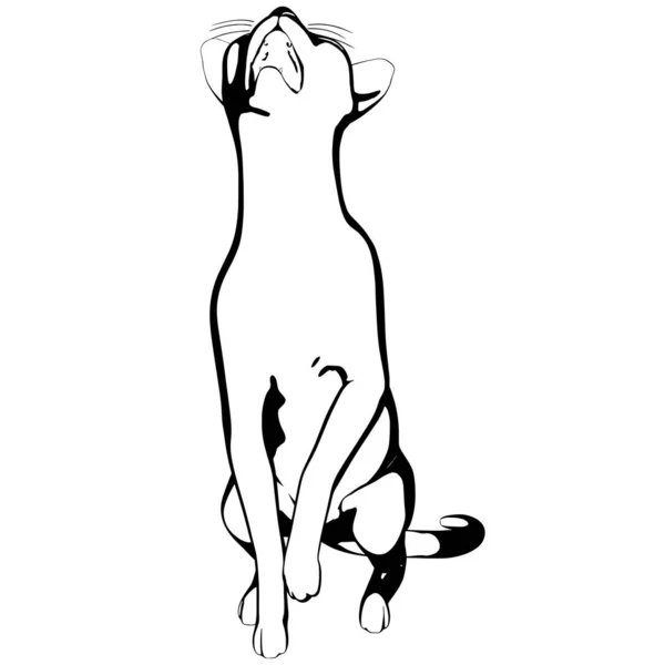 Katzenskizze Auf Weißem Hintergrund Sphynx Silhouette Vektor Haustier Illustration — Stockvektor