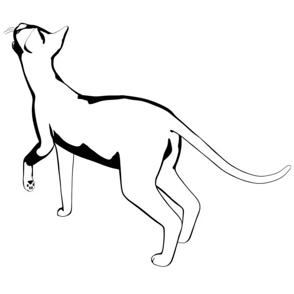 Croquis Chat Sur Fond Blanc Sphynx Silhouette Vecteur Illustration Pour — Image vectorielle