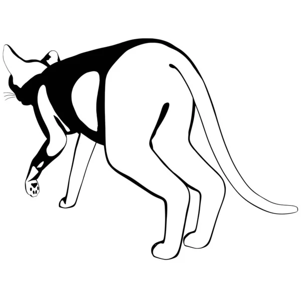 白色背景上的猫的素描 Sphynx轮廓矢量 宠物图解 — 图库矢量图片