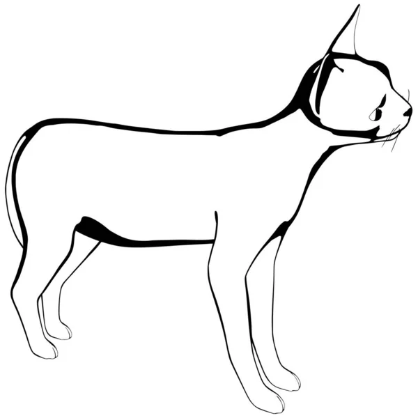 Schizzo Gatto Sfondo Bianco Sphynx Silhouette Vector Illustrazione Animale Domestico — Vettoriale Stock