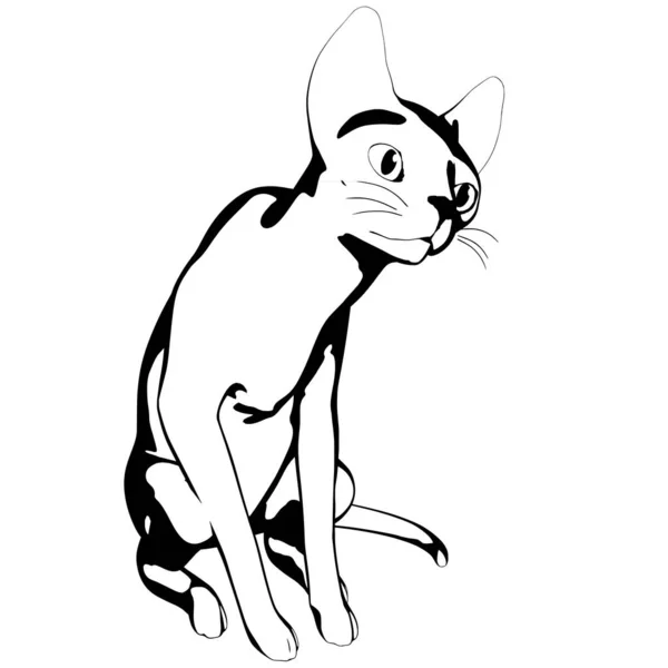 Katzenskizze Auf Weißem Hintergrund Sphynx Silhouette Vektor Haustier Illustration — Stockvektor