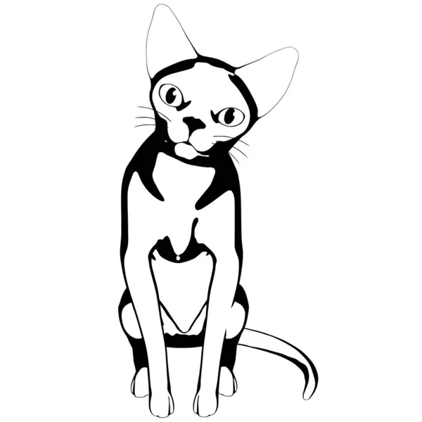 Desenho Gato Sobre Fundo Branco Sphynx Silhueta Vetor Ilustração Animal —  Vetores de Stock