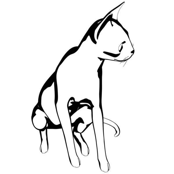 Katzenskizze Auf Weißem Hintergrund Sphynx Silhouette Vektor Haustier Illustration — Stockvektor